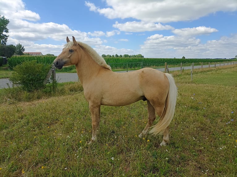 El poni de silla polaco Caballo castrado 5 años 145 cm Palomino in Pflückuff