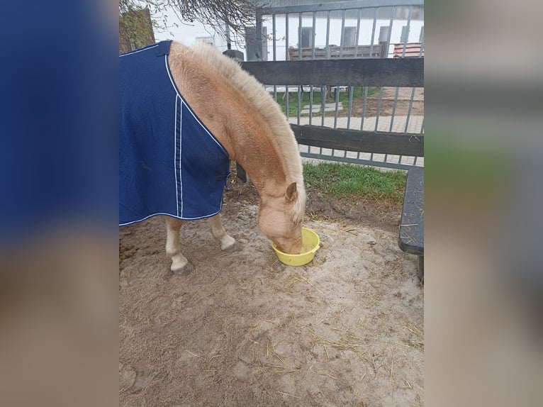 El poni de silla polaco Caballo castrado 5 años 145 cm Palomino in Pflückuff