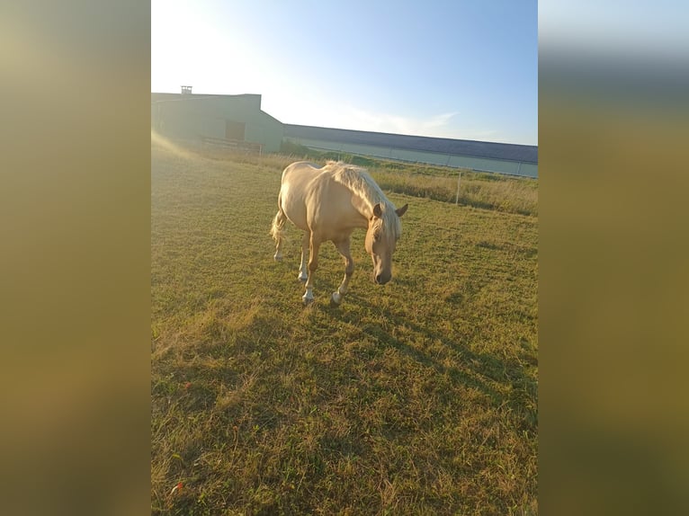 El poni de silla polaco Caballo castrado 5 años 145 cm Palomino in Pflückuff