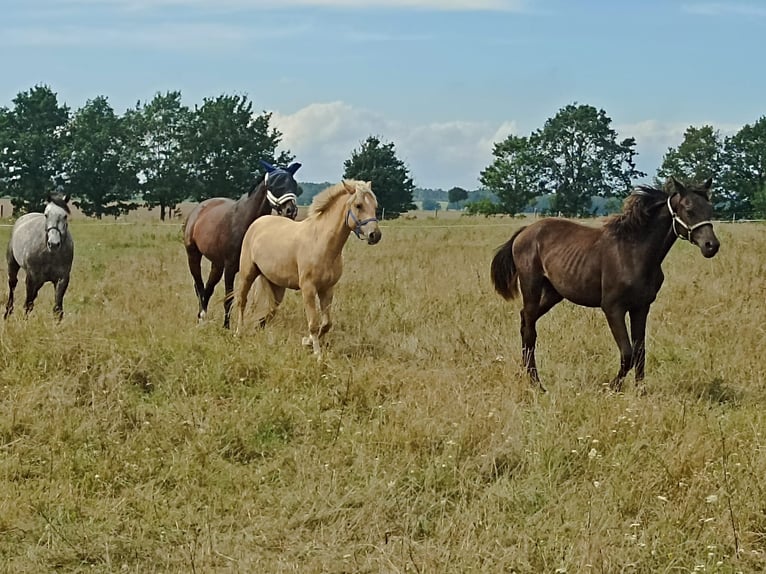 El poni de silla polaco Caballo castrado 5 años 145 cm Palomino in Pflückuff