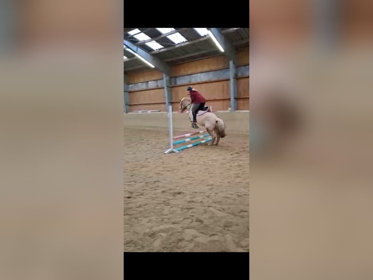 El poni de silla polaco Caballo castrado 5 años 145 cm Palomino in Pflückuff