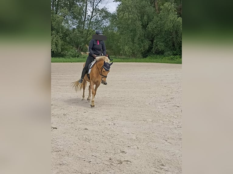 El poni de silla polaco Caballo castrado 5 años 145 cm Palomino in Pflückuff