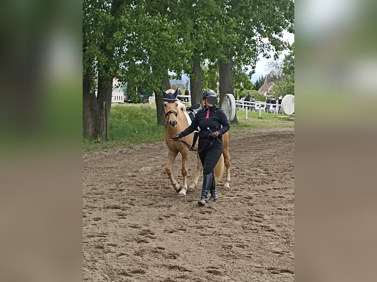 El poni de silla polaco Caballo castrado 5 años 145 cm Palomino in Pflückuff