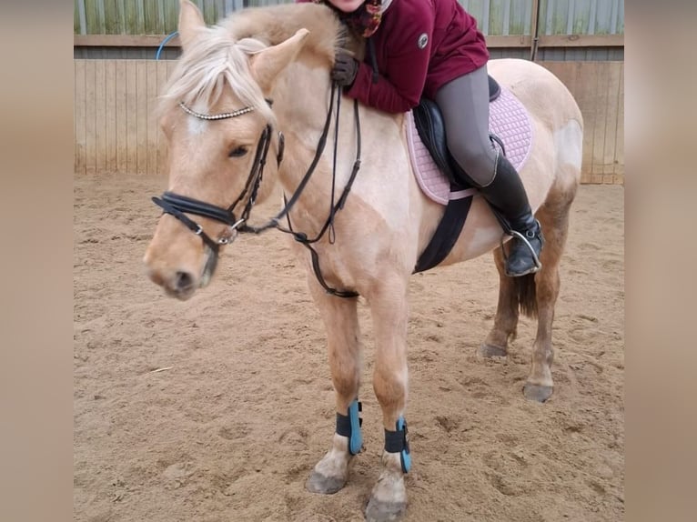 El poni de silla polaco Caballo castrado 5 años 145 cm Palomino in Pflückuff