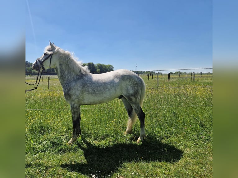 El poni de silla polaco Caballo castrado 5 años 146 cm  in Elchingen