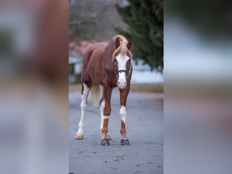 El poni de silla polaco Mestizo Caballo castrado 5 años 150 cm Pío in Buseck
