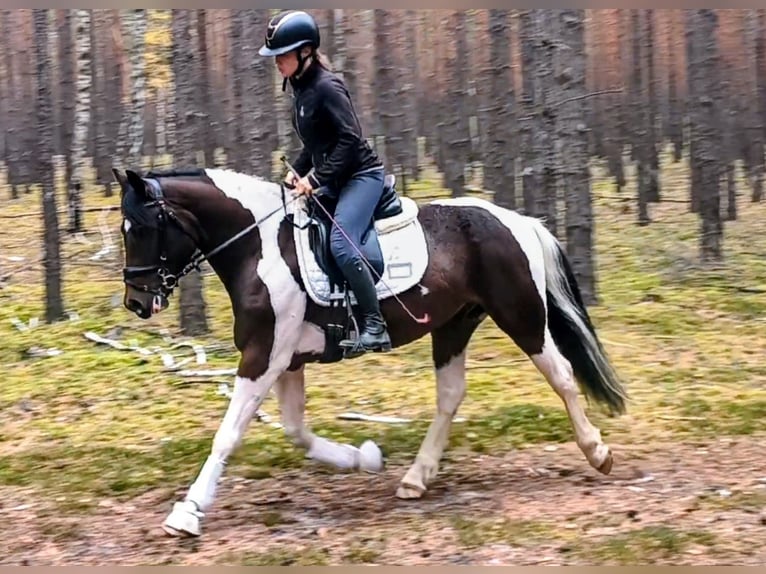 El poni de silla polaco Mestizo Caballo castrado 5 años 153 cm Pío in Forst