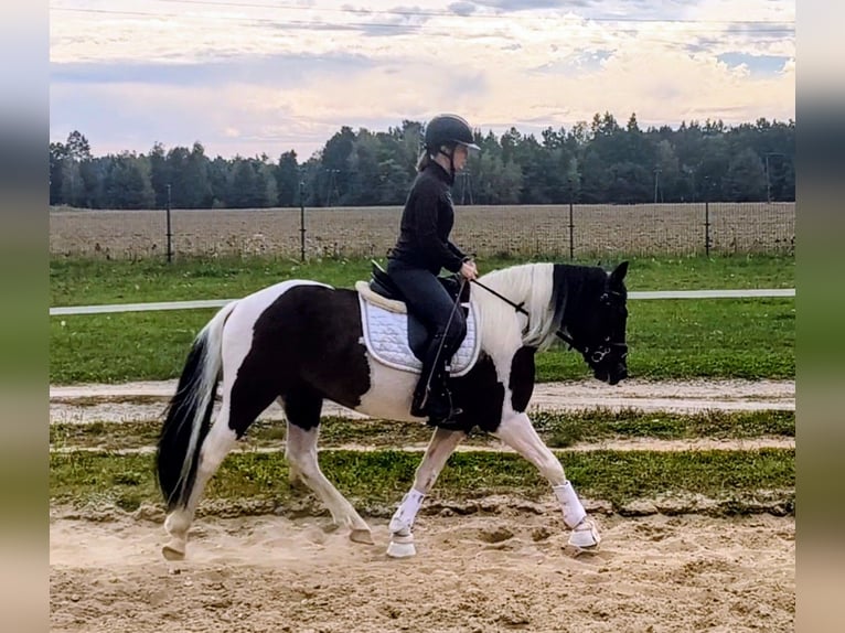 El poni de silla polaco Mestizo Caballo castrado 5 años 153 cm Pío in Forst