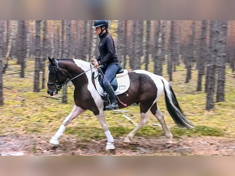 El poni de silla polaco Mestizo Caballo castrado 5 años 153 cm Pío in Forst