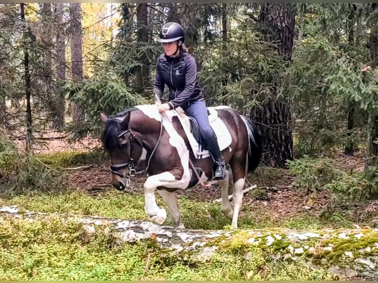 El poni de silla polaco Mestizo Caballo castrado 5 años 153 cm Pío in Forst