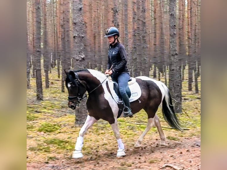 El poni de silla polaco Mestizo Caballo castrado 5 años 153 cm Pío in Forst