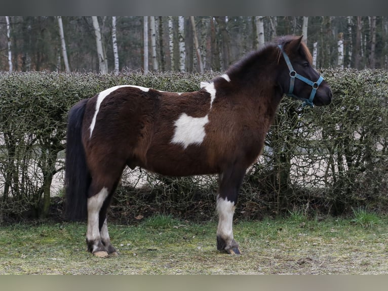 El poni de silla polaco Mestizo Caballo castrado 6 años 115 cm Pío in Golędzinów