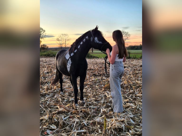El poni de silla polaco Caballo castrado 6 años 140 cm Negro in Kenzingen