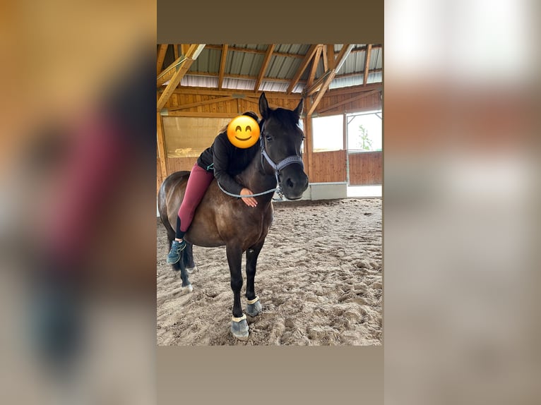 El poni de silla polaco Caballo castrado 6 años 150 cm Negro in Schwaigern