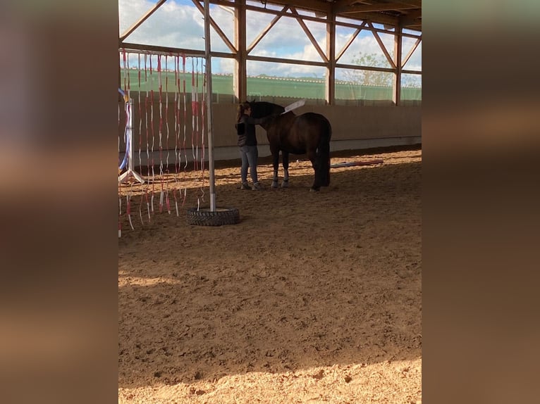 El poni de silla polaco Caballo castrado 6 años 150 cm Negro in Schwaigern