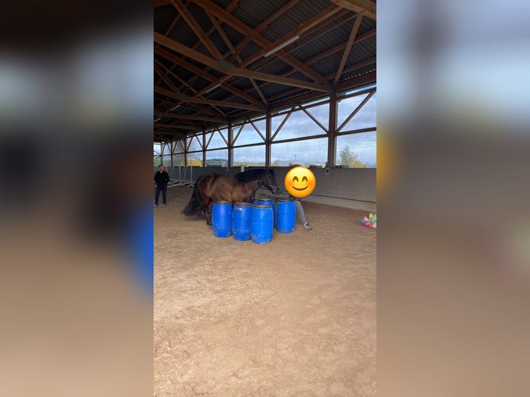 El poni de silla polaco Caballo castrado 6 años 150 cm Negro in Schwaigern