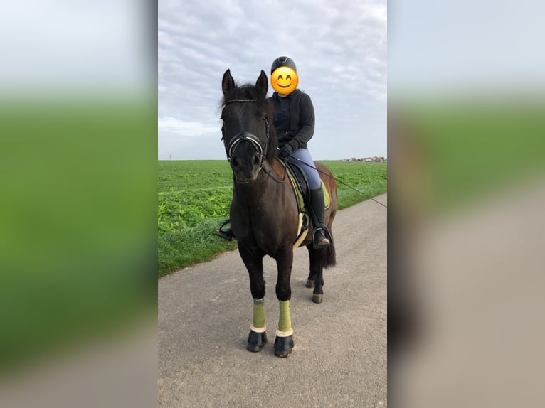 El poni de silla polaco Caballo castrado 6 años 150 cm Negro in Schwaigern