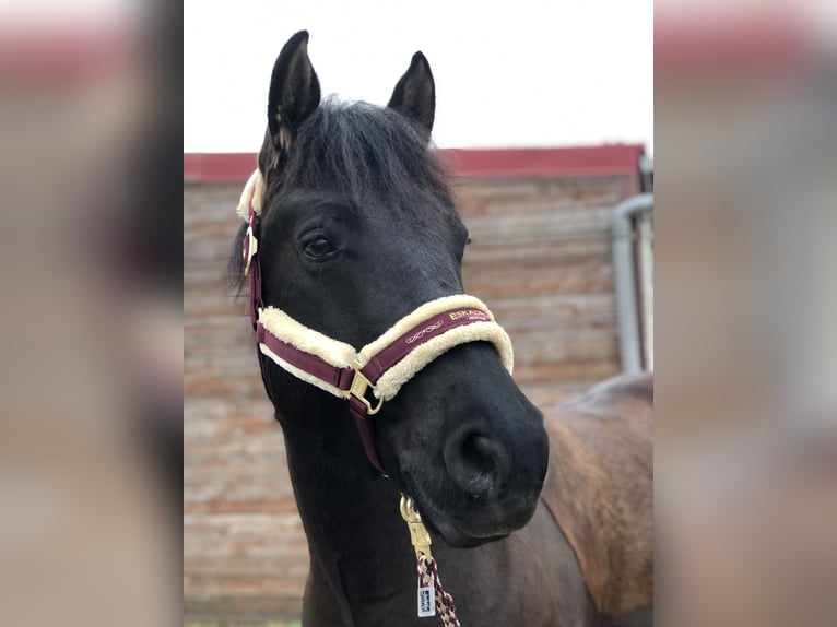 El poni de silla polaco Caballo castrado 6 años 150 cm Negro in Schwaigern