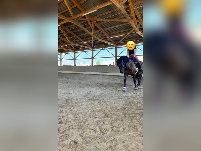 El poni de silla polaco Caballo castrado 6 años 150 cm Negro in Schwaigern