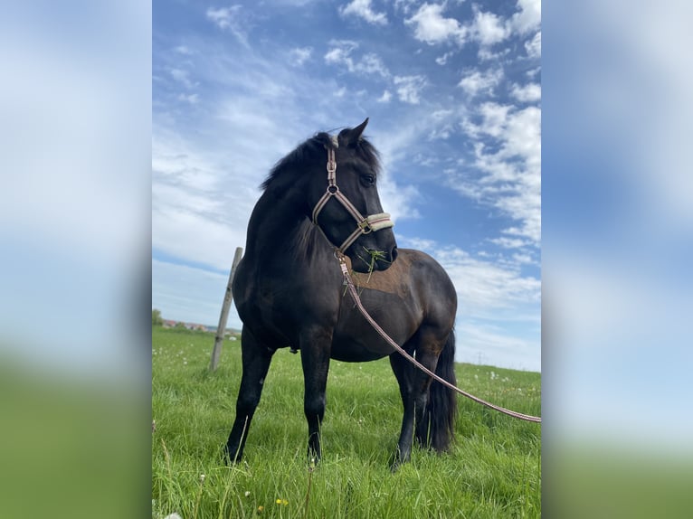 El poni de silla polaco Caballo castrado 6 años 150 cm Negro in Schwaigern