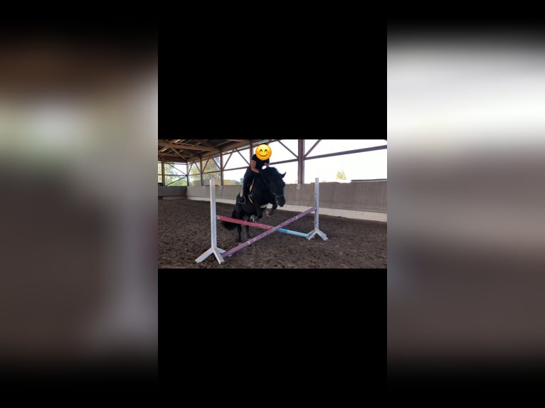 El poni de silla polaco Caballo castrado 6 años 150 cm Negro in Schwaigern