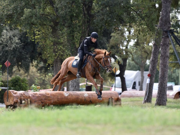 El poni de silla polaco Caballo castrado 6 años 166 cm Alazán in Valdemorillo (Madrid)