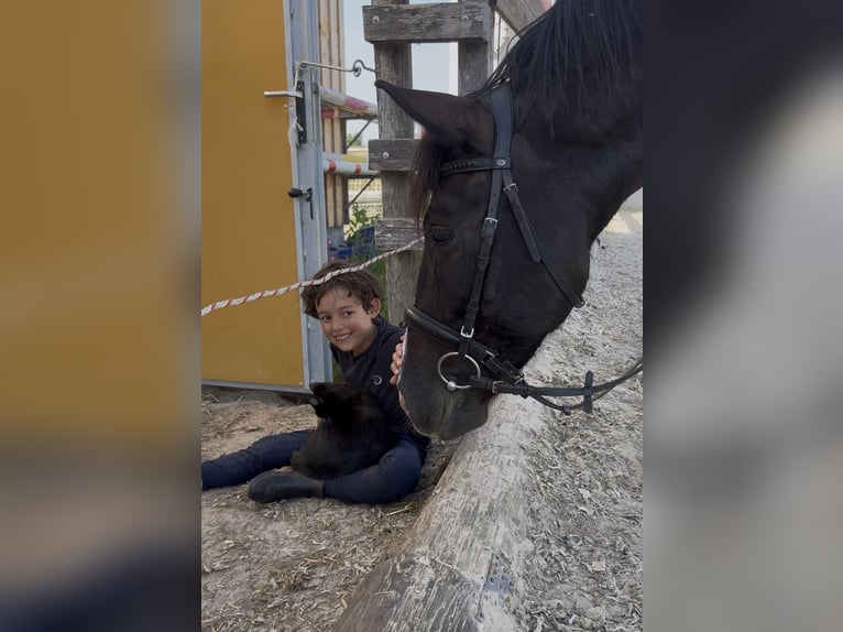 El poni de silla polaco Caballo castrado 7 años 144 cm Negro in Fuchstal