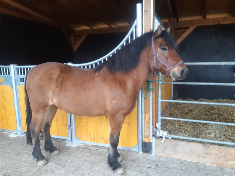 El poni de silla polaco Mestizo Caballo castrado 7 años 145 cm Castaño in Grünow