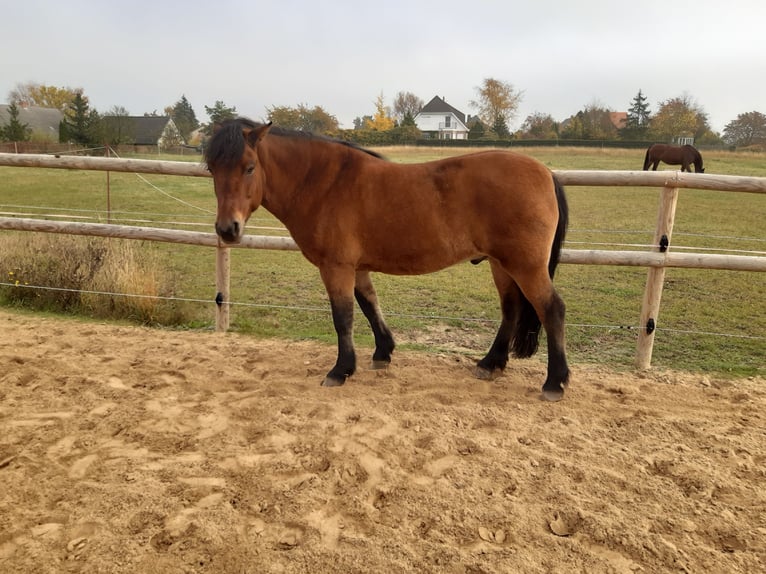 El poni de silla polaco Mestizo Caballo castrado 7 años 145 cm Castaño in Grünow