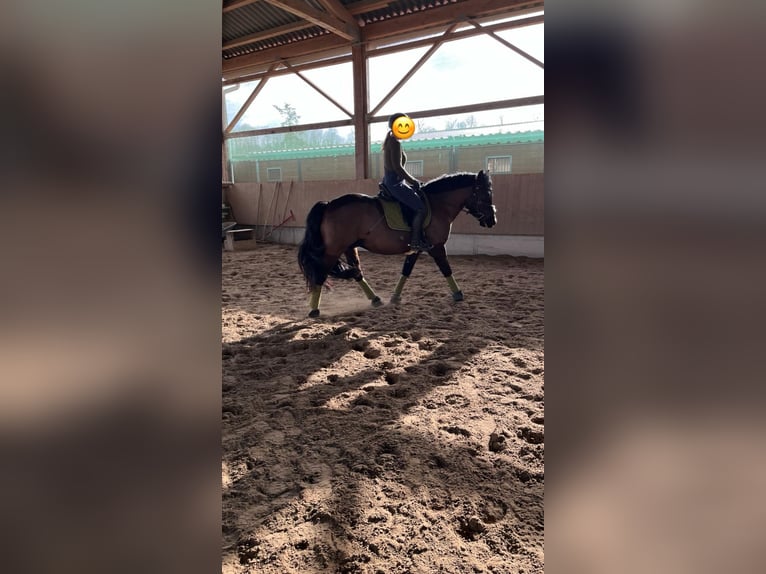 El poni de silla polaco Caballo castrado 7 años 150 cm Negro in Schwaigern