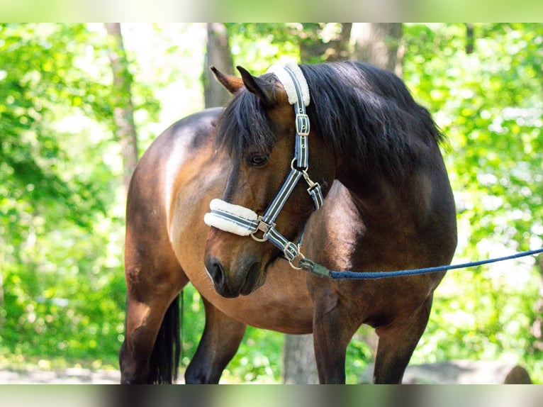 El poni de silla polaco Caballo castrado 7 años Castaño in Potsdam