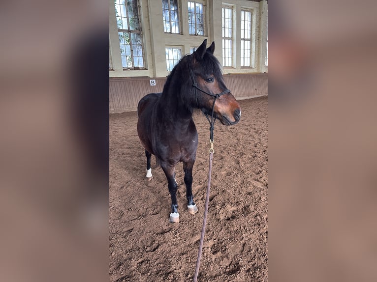 El poni de silla polaco Caballo castrado 7 años Castaño in Potsdam
