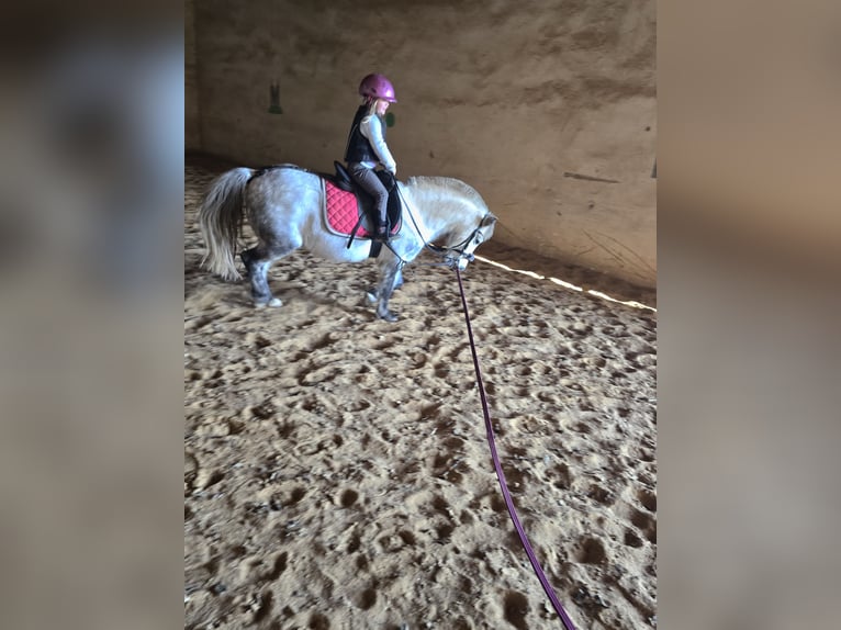 El poni de silla polaco Caballo castrado 8 años 123 cm Tordo rodado in Schwarzenfeld
