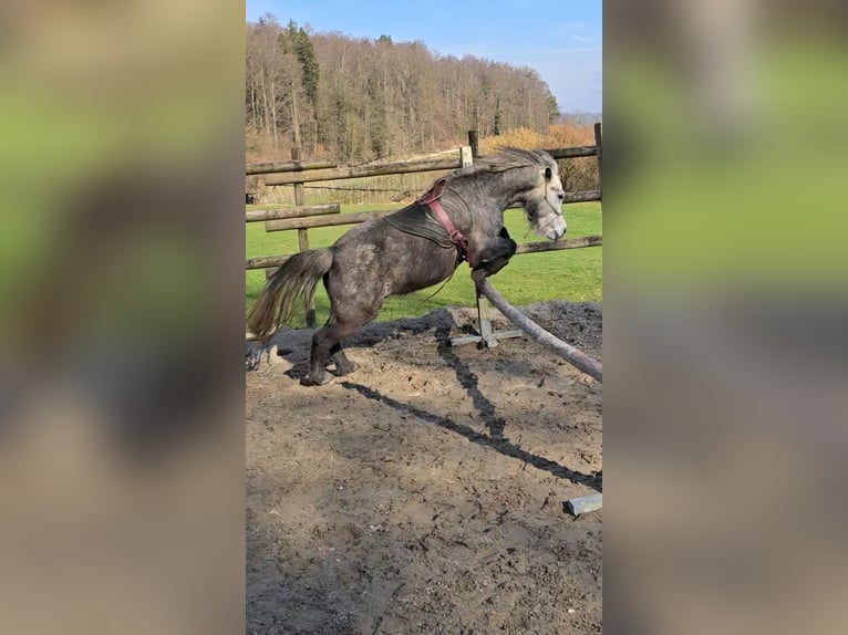 El poni de silla polaco Caballo castrado 8 años 130 cm Tordillo negro in Veltheim AG