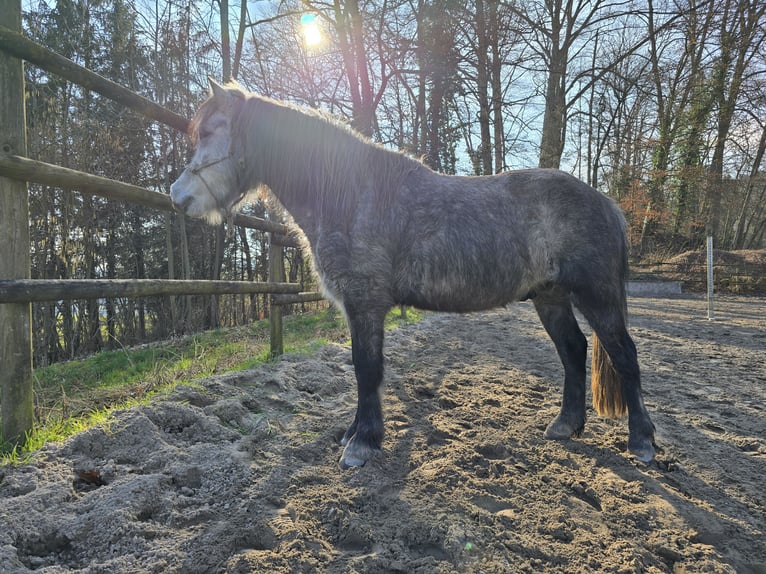 El poni de silla polaco Caballo castrado 8 años 130 cm Tordillo negro in Veltheim AG