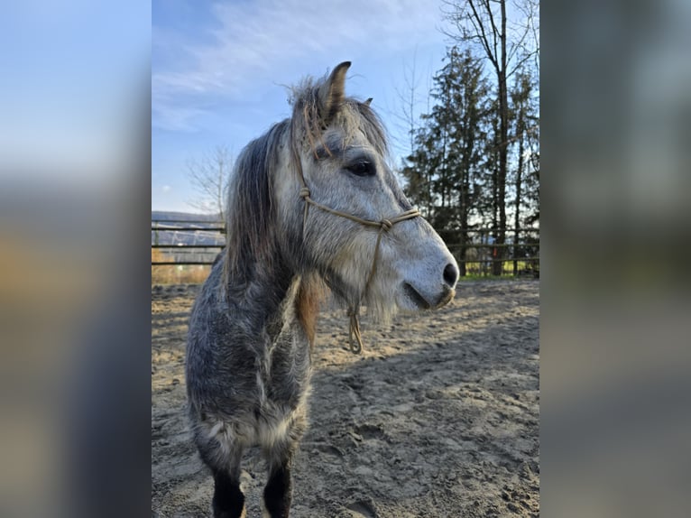 El poni de silla polaco Caballo castrado 8 años 130 cm Tordillo negro in Veltheim AG