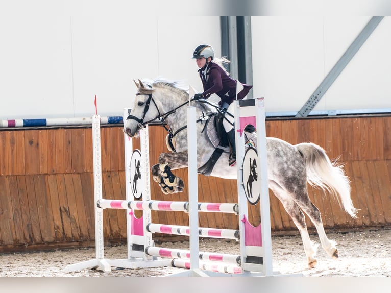 El poni de silla polaco Caballo castrado 8 años 137 cm Tordo in Trzyci&#x105;&#x17C;
