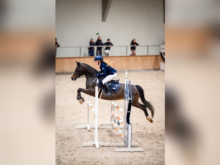 El poni de silla polaco Caballo castrado 8 años 138 cm Morcillo in Kiełpino