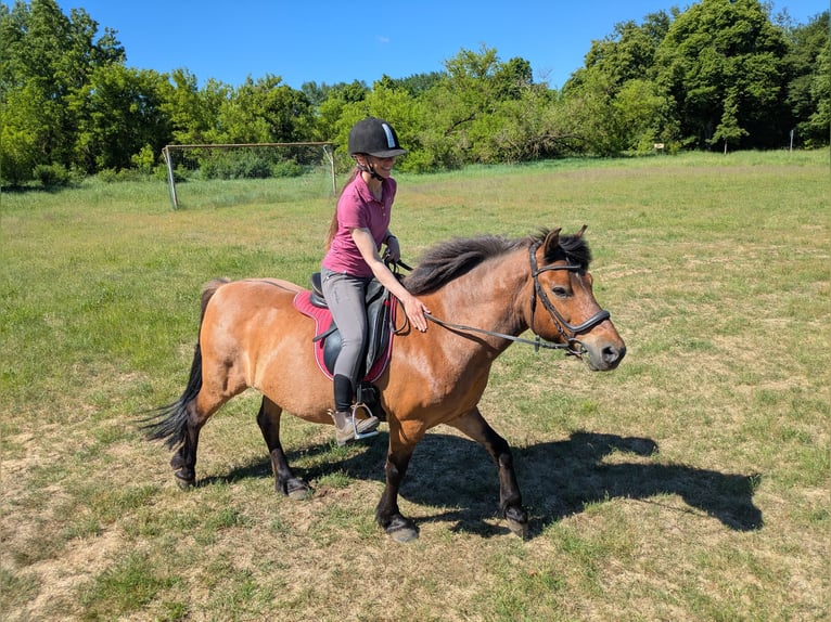 El poni de silla polaco Mestizo Caballo castrado 8 años 143 cm Castaño in Panketal