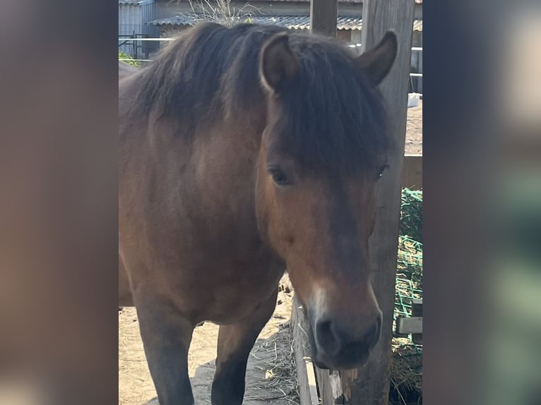 El poni de silla polaco Mestizo Caballo castrado 8 años 143 cm Castaño in Panketal