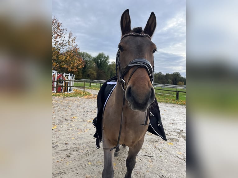 El poni de silla polaco Caballo castrado 8 años 145 cm Castaño in K&#xF6;ln