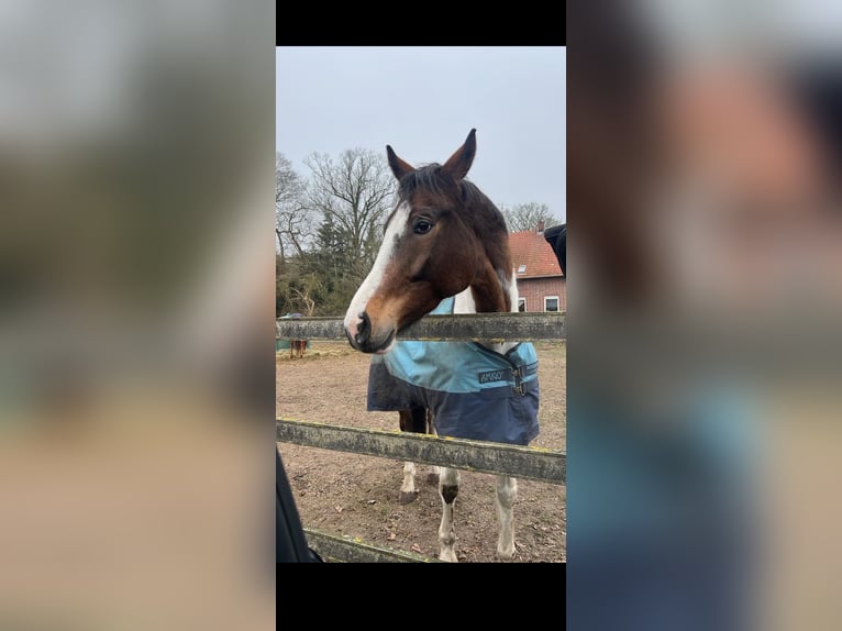 El poni de silla polaco Caballo castrado 8 años 164 cm Pío in Dörpen