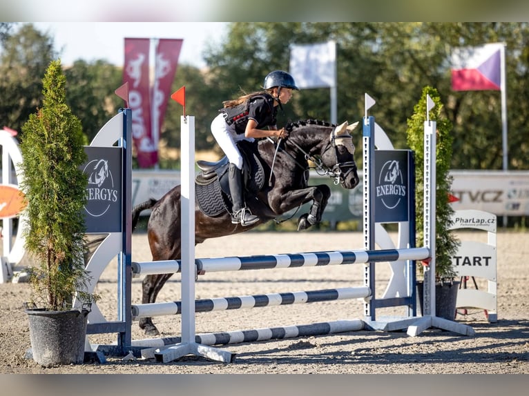 El poni de silla polaco Caballo castrado 9 años 125 cm Negro in Bohumin