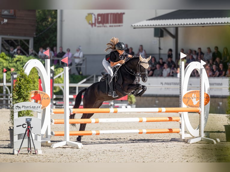 El poni de silla polaco Caballo castrado 9 años 125 cm Negro in Bohumin
