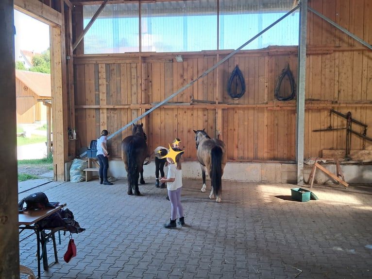 El poni de silla polaco Mestizo Caballo castrado 9 años 132 cm Negro in Neustetten