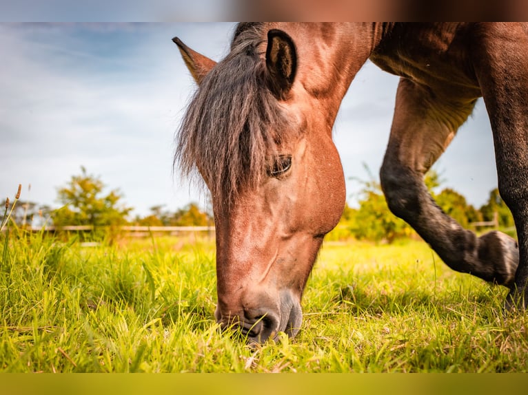 El poni de silla polaco Caballo castrado 9 años 140 cm Castaño in Marienheide