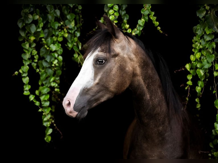 El poni de silla polaco Semental 1 año 140 cm Buckskin/Bayo in Gniezno