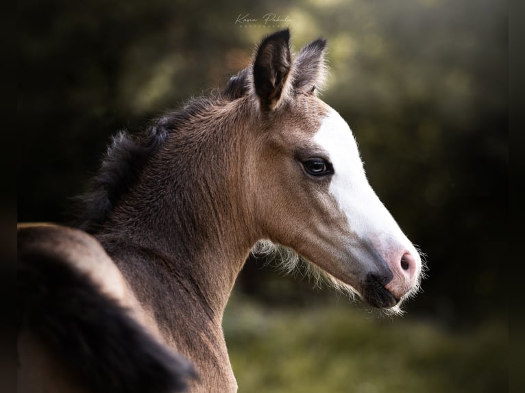 El poni de silla polaco Semental 1 año 140 cm Buckskin/Bayo in Gniezno