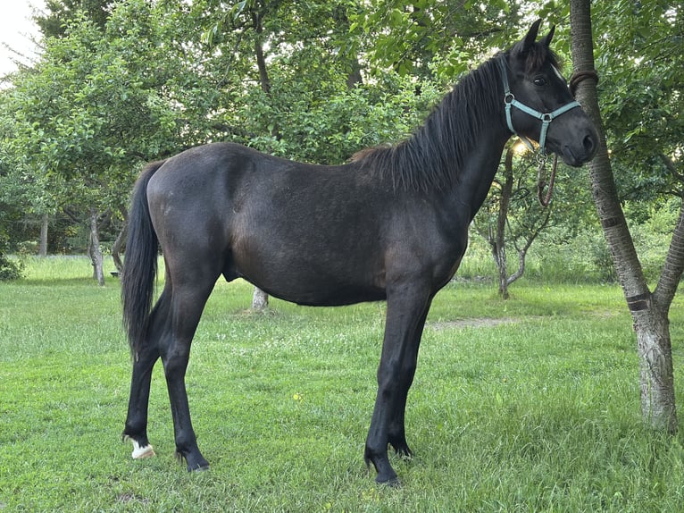 El poni de silla polaco Semental 1 año 140 cm Tordillo negro in Kubczyce