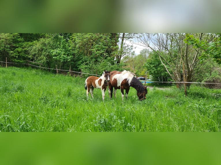 El poni de silla polaco Semental 1 año 145 cm Pío in Mücheln (Geiseltal)